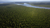 För Amazonas finns ingen tid att förlora