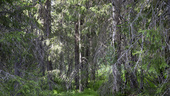 Skogsägare utanför Skellefteå hotas av miljonvite