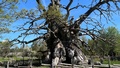 Livstecknet hos 900-åriga eken: Enda levande grenen knoppar