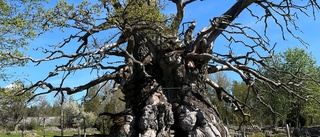 900-åriga eken lever ännu – med nöd och näppe