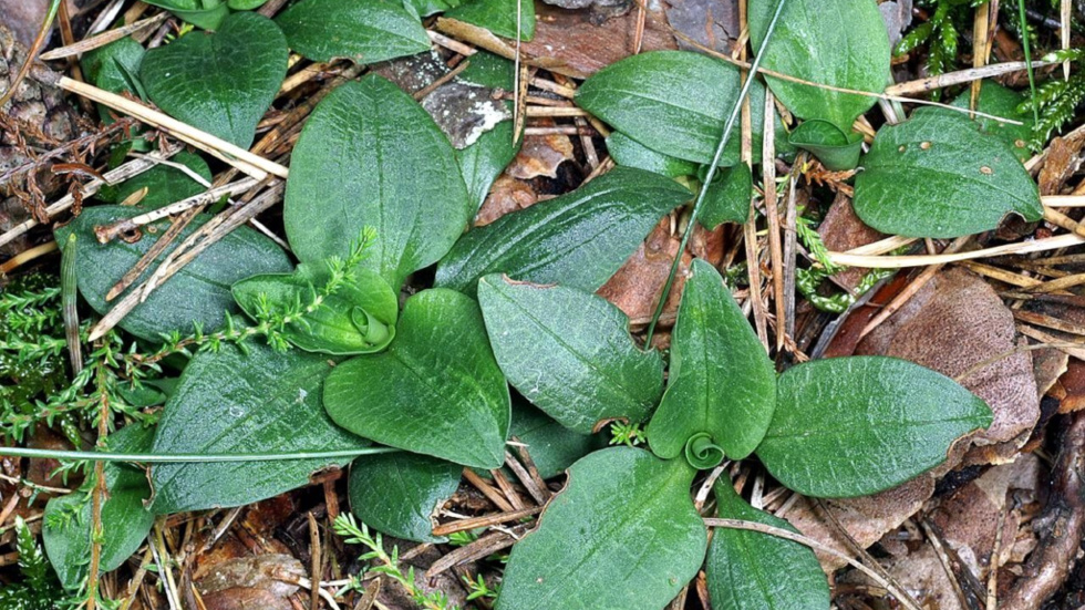Knärot, en rödlistad orkidé, hittas på flera håll i skogarna, vilket leder till att avverkningar stoppas. 