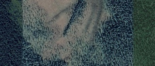 Skog i Malå kommun har bytt ägare