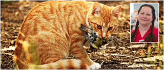 Stor ökning av misstänkt salmonellasmitta hos katter