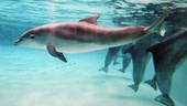 Delfin kvävd av tång på Kolmården – "stor sorg"