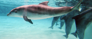 Delfin kvävd av tång på Kolmården – "stor sorg"