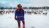 Naturskydd och samiska rättigheter i ny avhandling