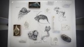 Räkbälta och snabelmärla i fiktiv fossilvärld från Fårö