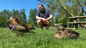 Udda fågel på besök – Daniel Sörensen, 26: "Han verkar hålla ihop med den här gräsandshonan"