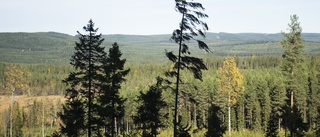 Över 100 nya naturreservat i Sverige i fjol