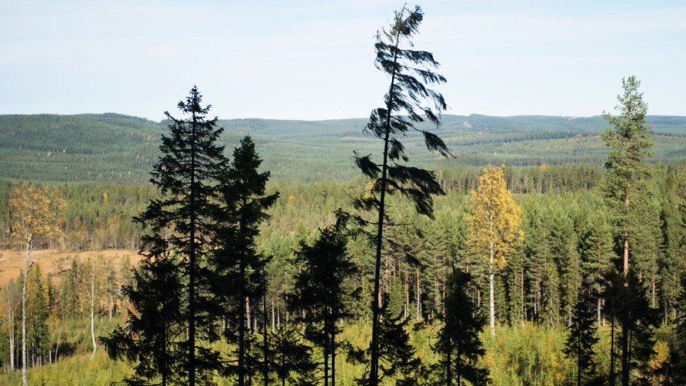 Naturreservaten blir fler i Sverige. På bild naturreservatet Hykjeberget på gränsen mellan Mora kommun och Älvdalens kommun. Arkivbild.