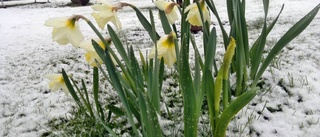 Bakslag för våren: Inslag av snö