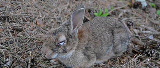 Få rapporter om kaninpest