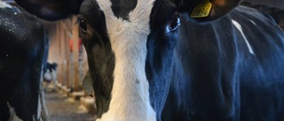 Ny optimism bland öns mjölkbönder