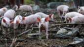 Grissläpp i Järvtjärn • Lockade 400 besökare: ”Det är så roligt att se alla glada och lyckliga grisar”