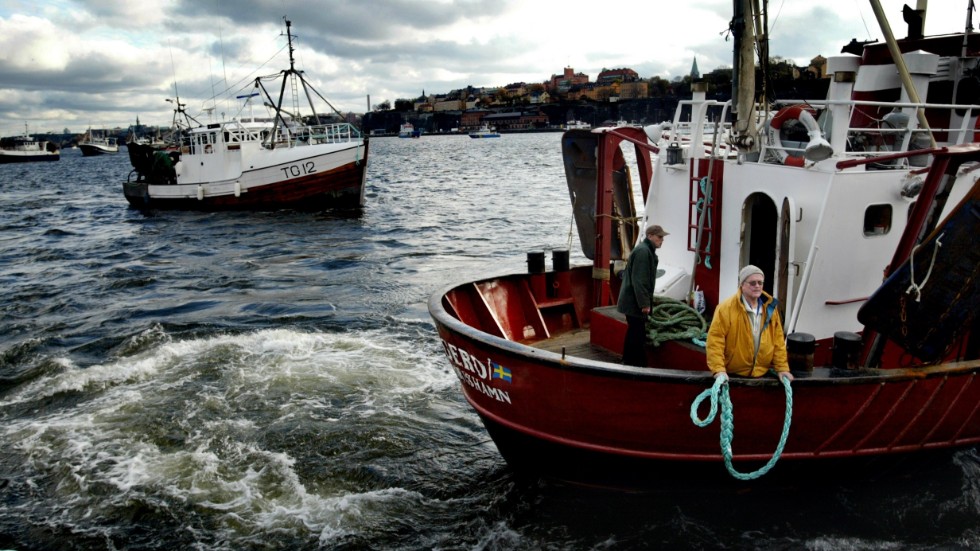 För några år sedan ledde obalansen i Östersjön till ett totalt fiskestopp efter torsk och risken är stor för att sill- och strömmingsbestånden ska gå samma öde till mötes, skriver Betty Malmberg.