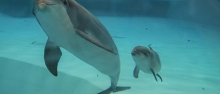 Född: En ny liten delfinkalv