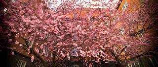 Nu blommar körsbärsträden