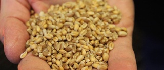 Hur ska Sverige kunna bli självförsörjande när spannmålen blir etanol istället för bröd?