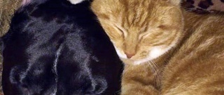 Familjen bedrövad: Katten Charlie sköts med två skott