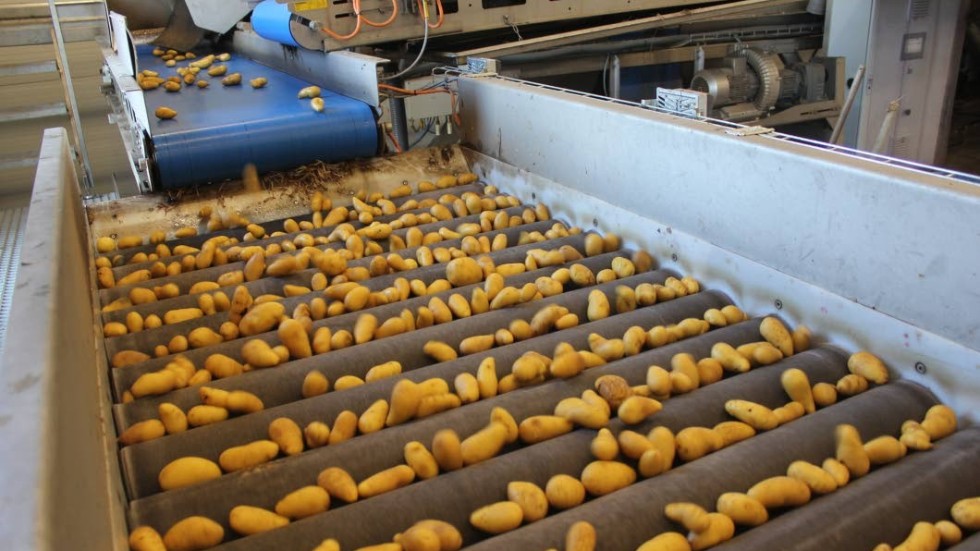 Axelssons i Aby har också investerat i arbetsmiljön i sorteringshallen. Genom en optisk sorterare behöver personalen inte plocka så mycket i potatisen. Varje potatis fotograderas 50 gånger och maskinen sorterar runt 150 000 potatis i timmen.