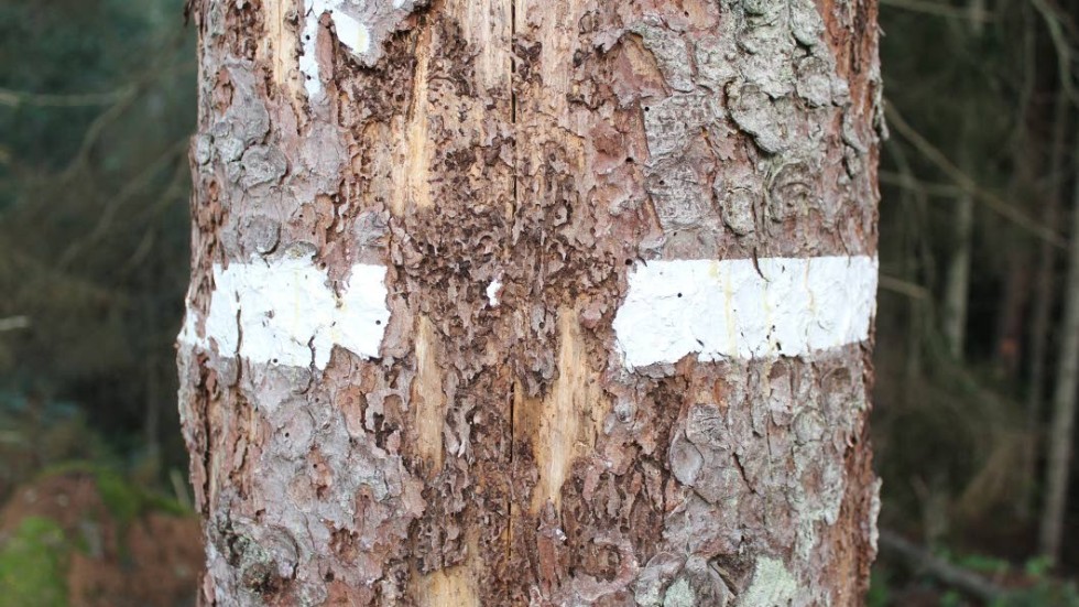 En angripen gran i naturreservatet. Trädets bark är på väg att falla av.