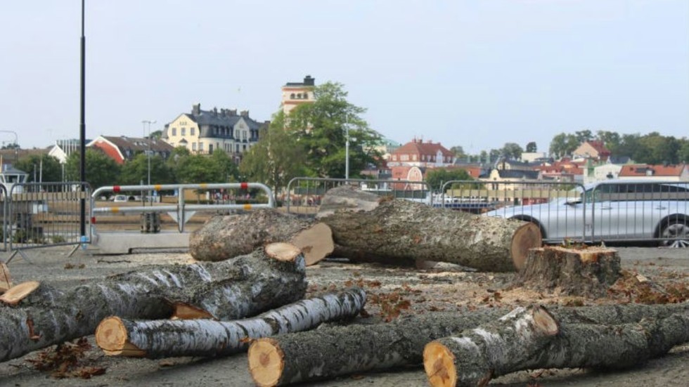 Just nu görs även en trädinventering av träden i Stadsparken, säger Christer Sneitz.