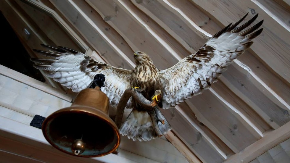 Spanar. Överallt i huset har man sällskap av uppstoppade fåglar. Här en mäktig fjällvråk som håller koll från sin plats högt uppe under taket.