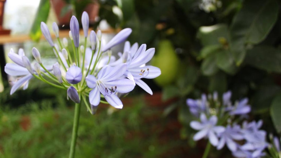 Afrikas blå lilja, Agapanthus, trivs fint i växthuset.