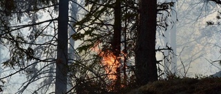 Stuga hotades av stor skogsbrand