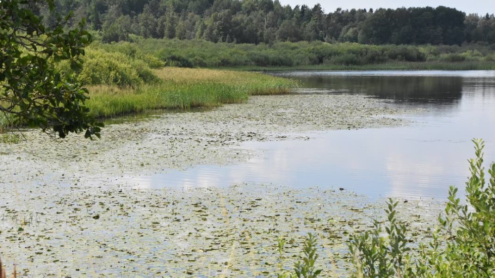 Vattendomar för två kraftverk strax norr om kommungränsen reglerar vattennivåerna för Krön, säger kommunekolog Björn Holm.