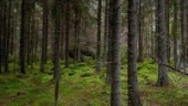 Kapare härjar i skogen