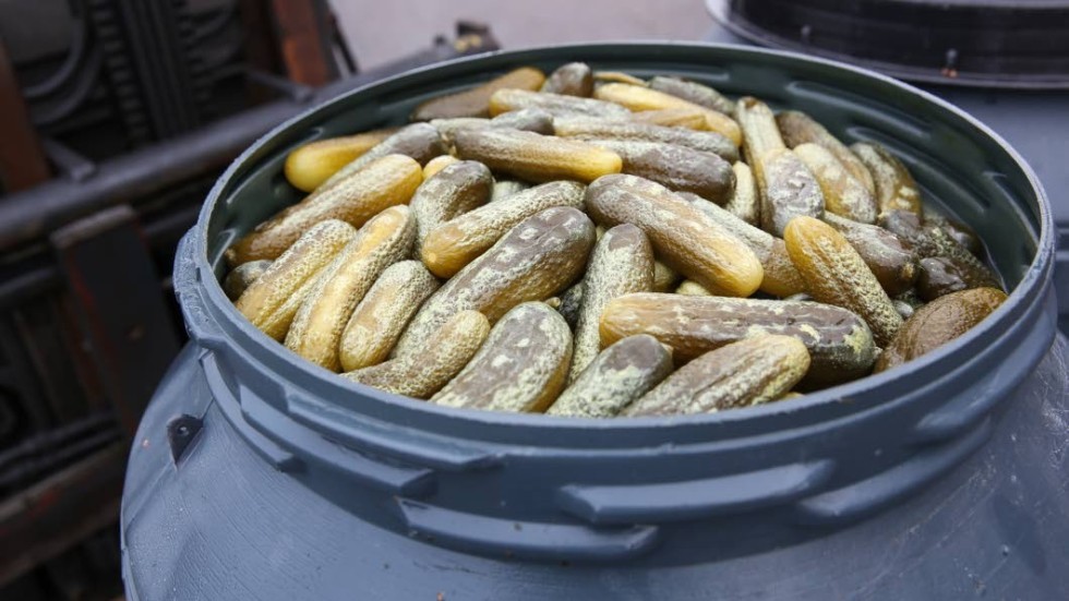 Äkta saltgurka, eller "vintersaltad gurka" som den också kallas, läggs in av svenska frilandsodlade smågurkor i tunnor under augusti-september innan de mjölksyrafermenteras.
