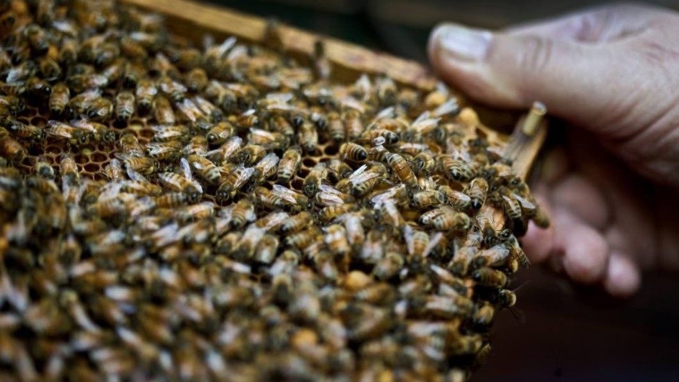 Man måste inte pilla på bina utan handskar. Vana biodlare kan, om de vill.