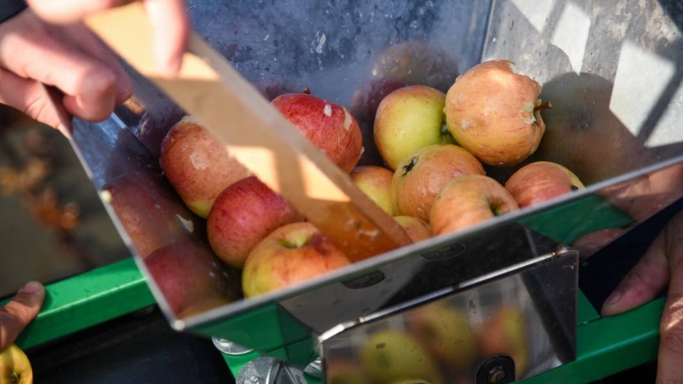 Äpplen som nyligen plockats mals till äppelmassa.