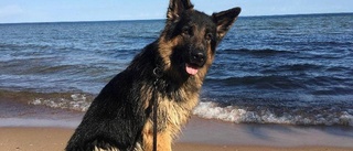 Treåringar försvann – hittades av polishund