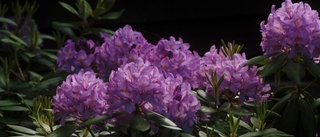 Rhododendron och noveller