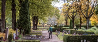 Vildsvin terroriserar kyrkogård