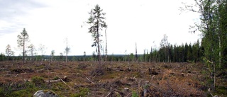 Stugägare säger ifrån mot skogsjätten