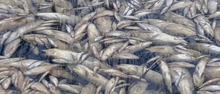 Mängder med död fisk flyter omkring