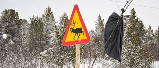 Sex viltolyckor i Norrbotten - här inträffade de