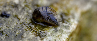 Sjö befriad från invasiv mussla