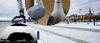 Luleå kommun inleder kampanj: "Mata inte fåglarna"