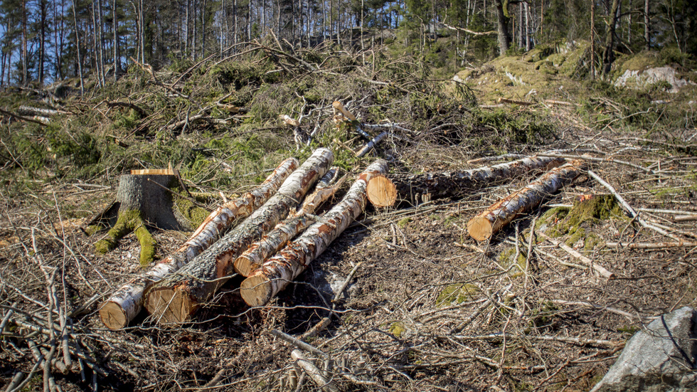 Skribenten skriver om svensk skogsvård jämfört med EU:s skogsstrategi.