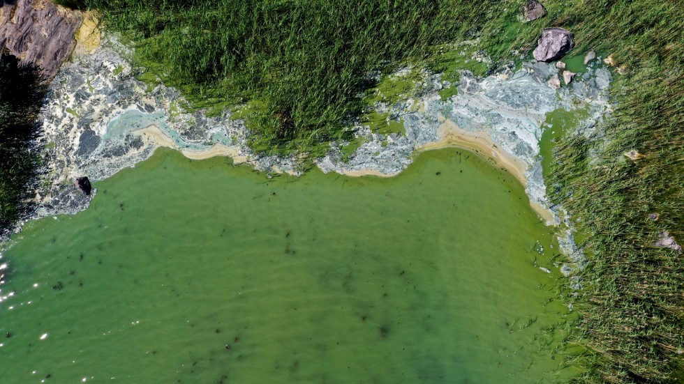 Östersjöns låga salthalt bidrar till algblomning uppstår under sommaren. Arkivbild.