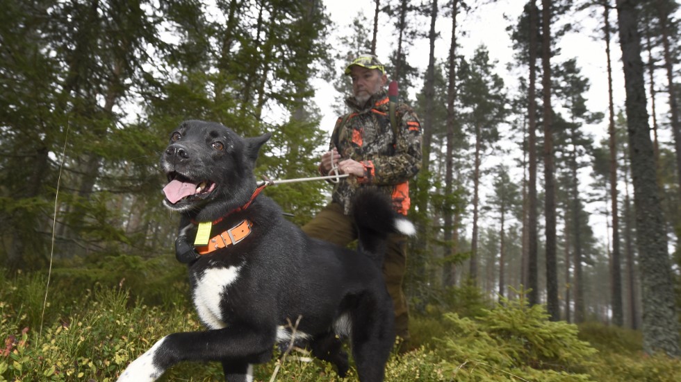 "Vi vill att jakt med lös hund förbjuds. Eftersök på trafikskadat vilt kan utföras med jakthund i lina", skriver debattören.