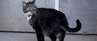 Grannar larmade om jamande katt i Motala – var instängd en månad