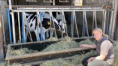 Mjölkbonden Kristin drabbas av torkan – korna lider i värmen