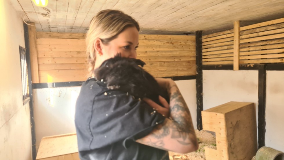 Kaninen Chili har nu somnat in, meddelar Lisa Gustafsson som har tagit hand om henne den senaste tiden.