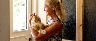 Efter månader på vift i Spanien – nu är katten Buzifer hemma 