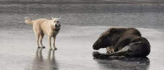 Älg och hund fast på tunn is  